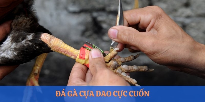 Đá gà cựa dao cực cuốn tại Mibet