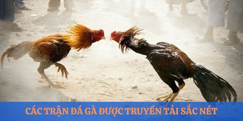 Các trận kê chiến được truyền tải sắc nét nhờ công nghệ livestream hiện đại