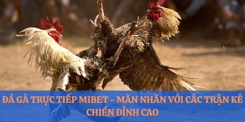 Đá Gà Trực Tiếp Mibet - Mãn Nhãn Với Các Trận Kê Chiến Nảy Lửa