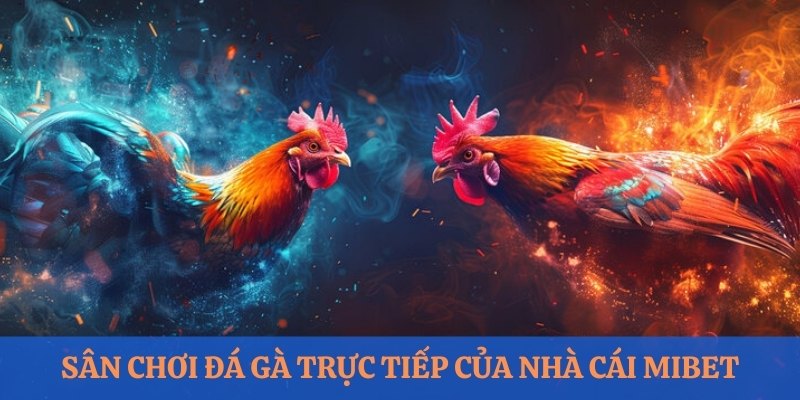 Sân chơi đá gà trực tiếp của nhà cái Mibet 